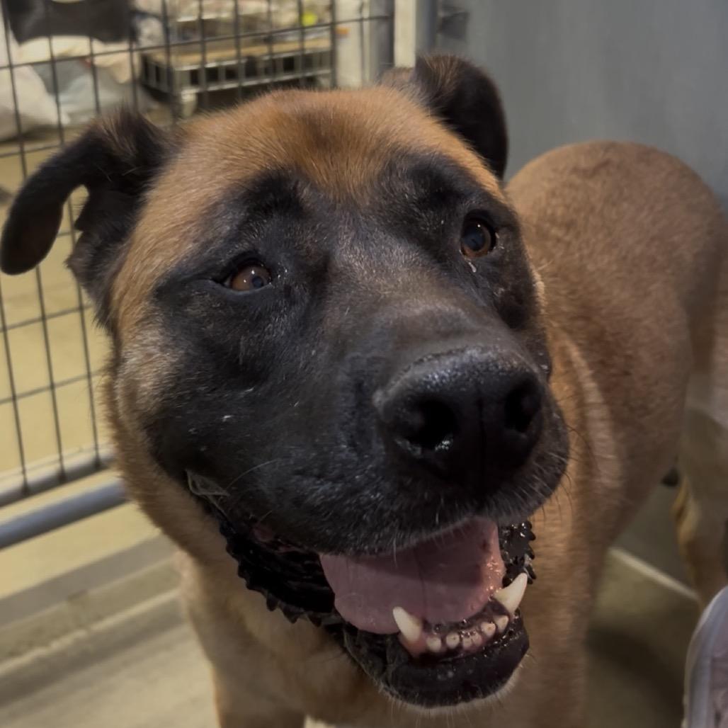 Shrimp, Adoptable, Adult Male Mixed Breed.