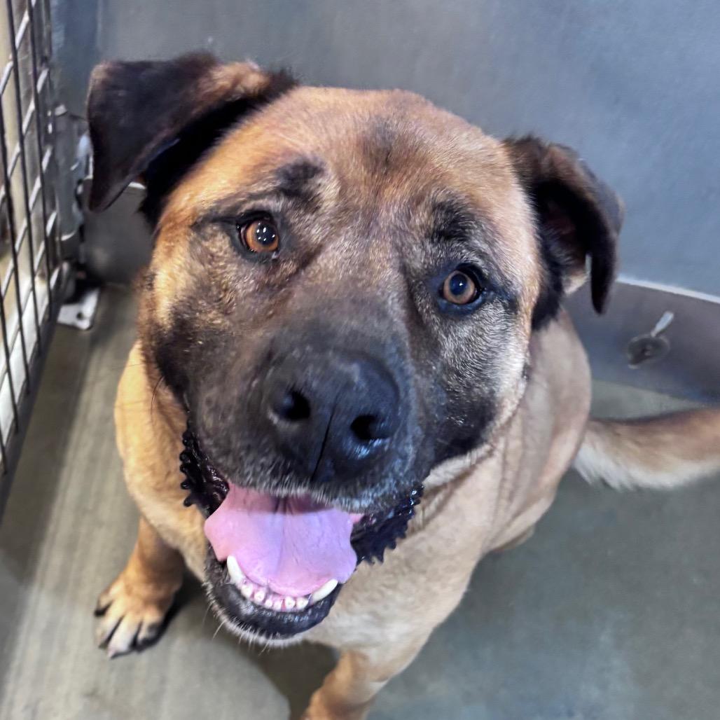 Enlarge Shrimp, a Adoptable Mixed Breed in Bismarck, ND image 1/3