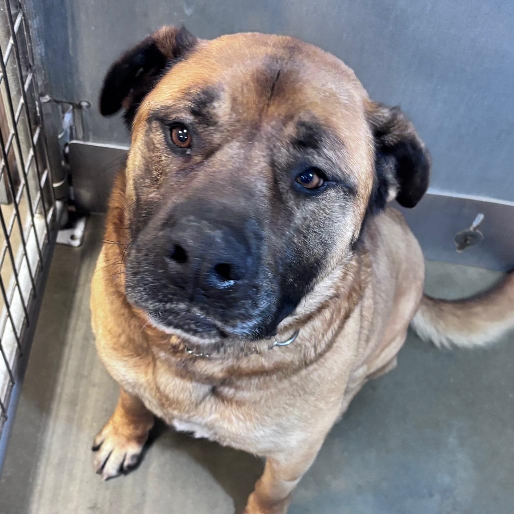 Enlarge Shrimp, a Adoptable Mixed Breed in Bismarck, ND image 2/3