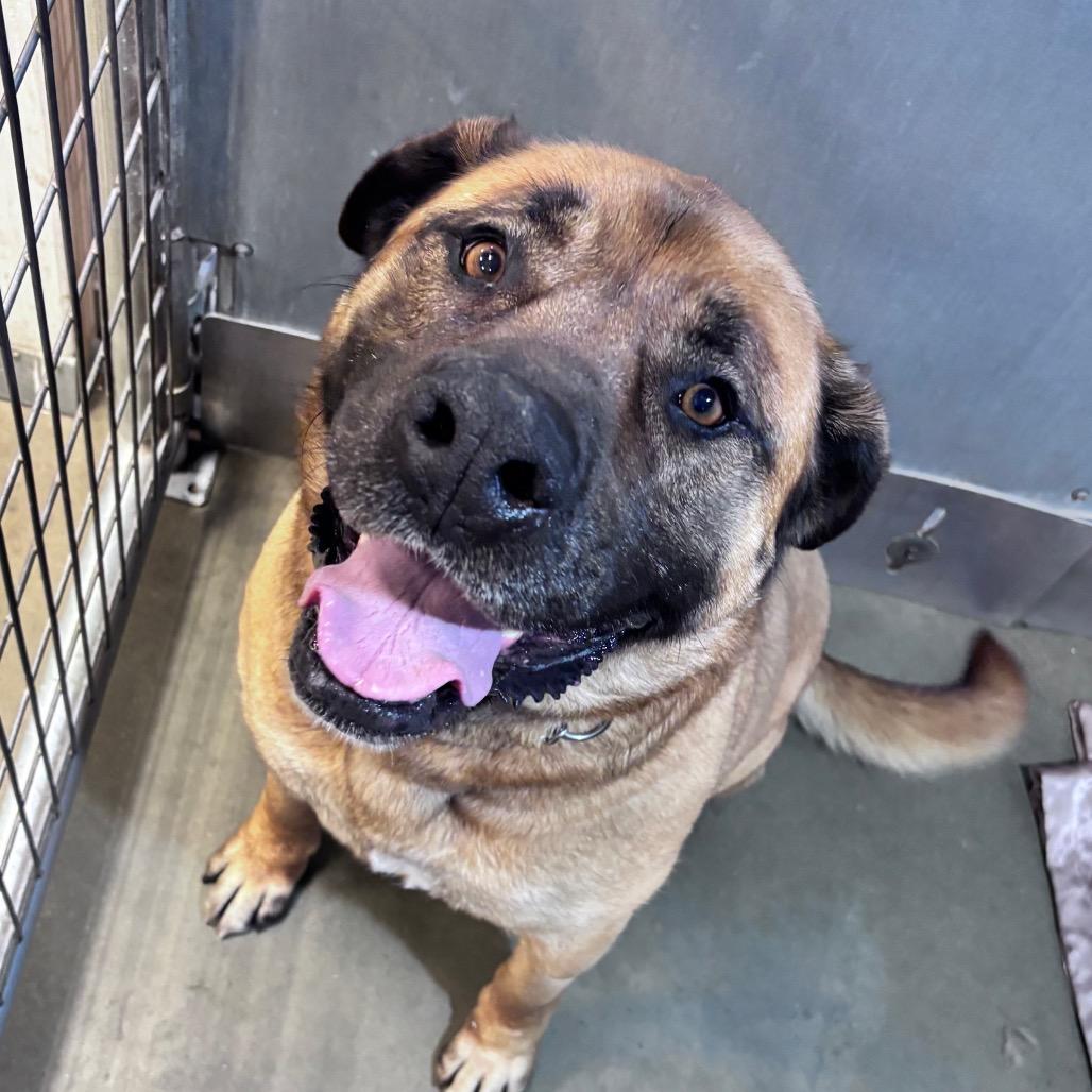 Enlarge Shrimp, a Adoptable Mixed Breed in Bismarck, ND image 3/3