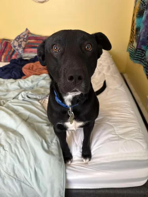 Enlarge Qwani (Courtesy Post), a ADOPTABLE mixed breed in Oswego, NY image 1/3