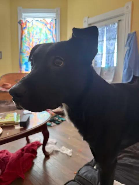 Enlarge Qwani (Courtesy Post), a ADOPTABLE mixed breed in Oswego, NY image 3/3