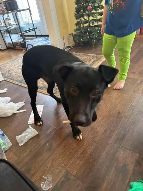 Enlarge Qwani (Courtesy Post), a ADOPTABLE mixed breed in Oswego, NY image 2/3