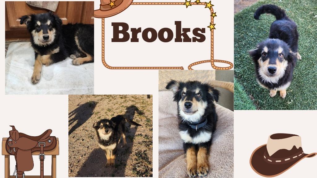 Enlarge Brooks, a Adoptable mixed breed in Mesa, AZ image 1/2