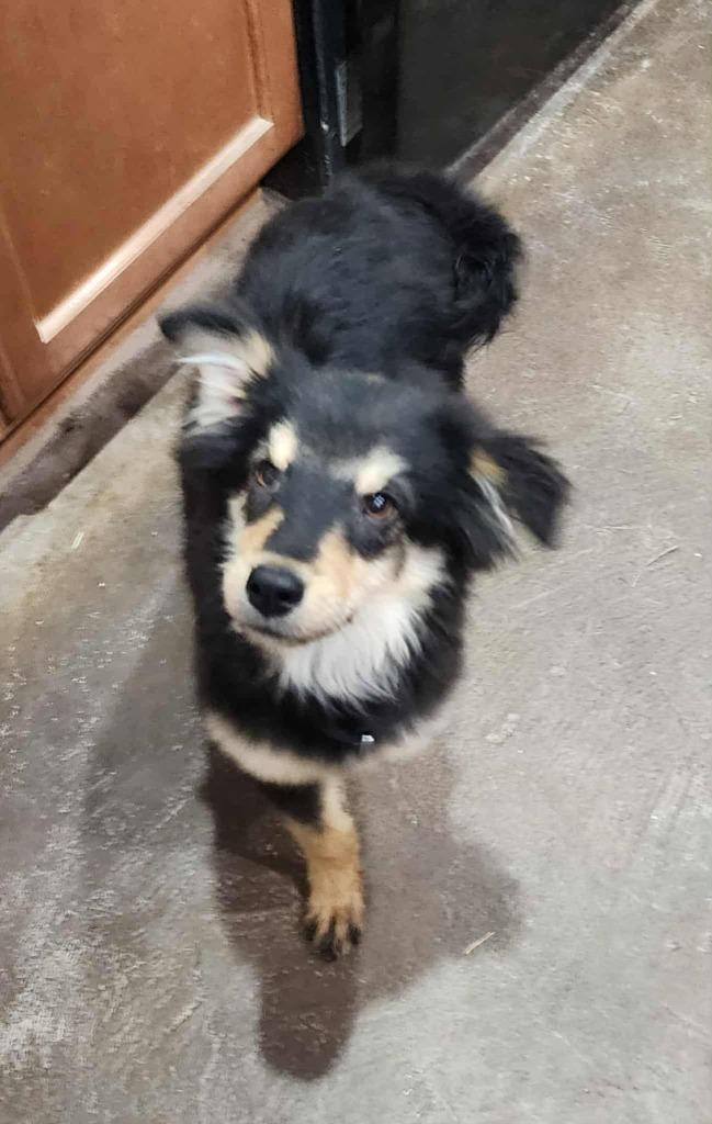 Enlarge Brooks, a Adoptable mixed breed in Mesa, AZ image 2/2