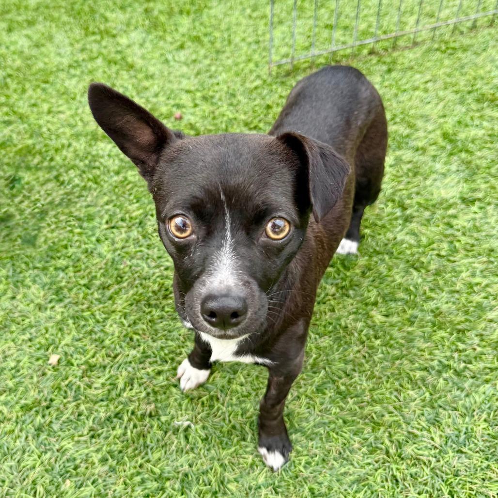 Enlarge Whitney, a Adoptable Chihuahua in Agoura Hills, CA image 1/4