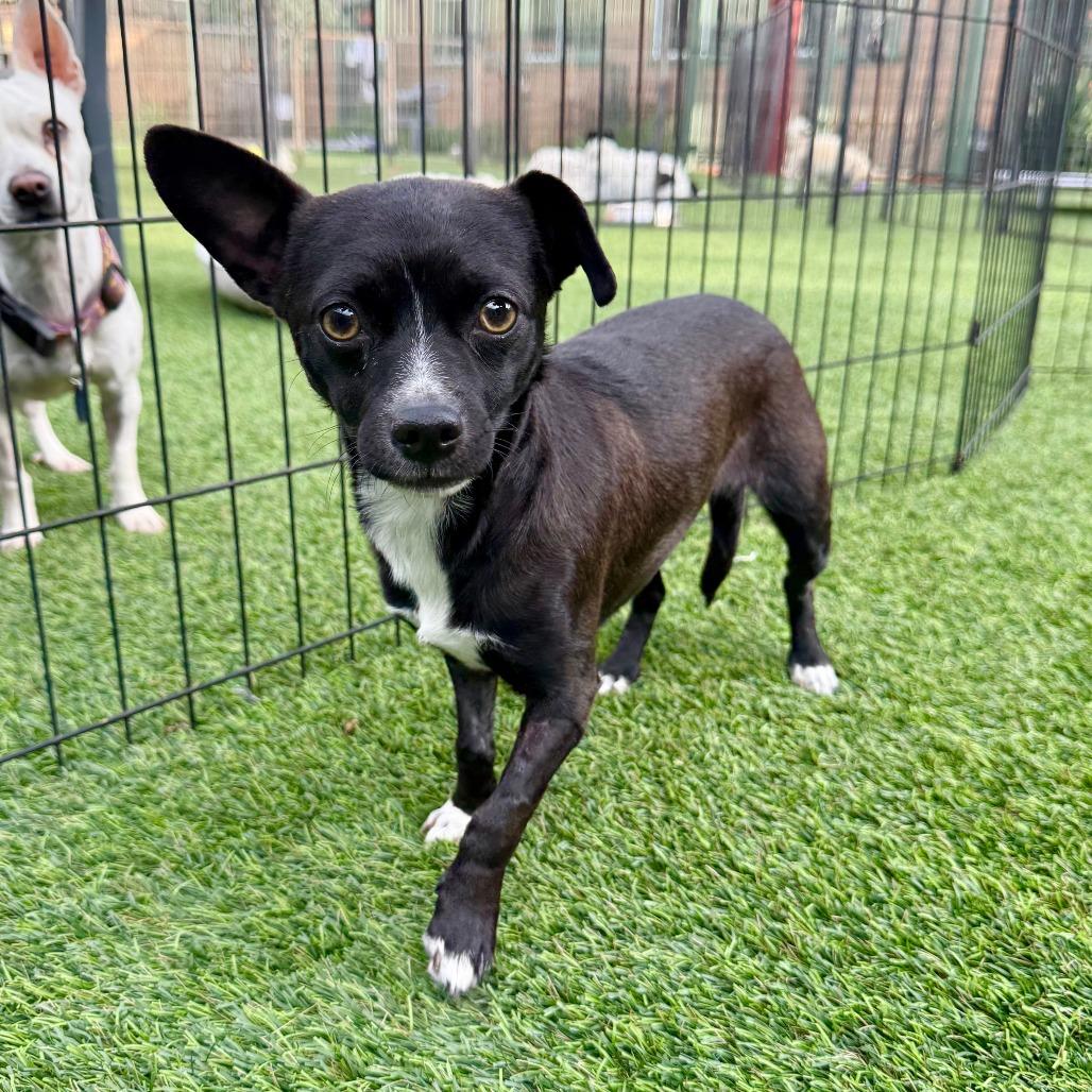 Enlarge Whitney, a Adoptable Chihuahua in Agoura Hills, CA image 2/4