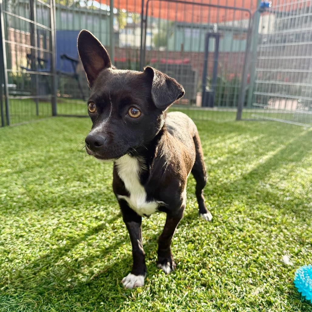 Enlarge Whitney, a Adoptable Chihuahua in Agoura Hills, CA image 3/4