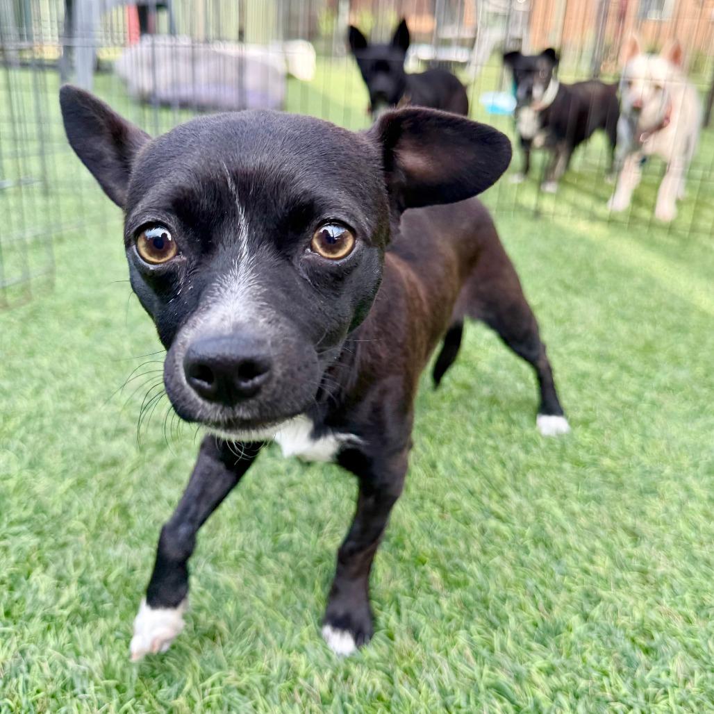 Enlarge Whitney, a Adoptable Chihuahua in Agoura Hills, CA image 4/4