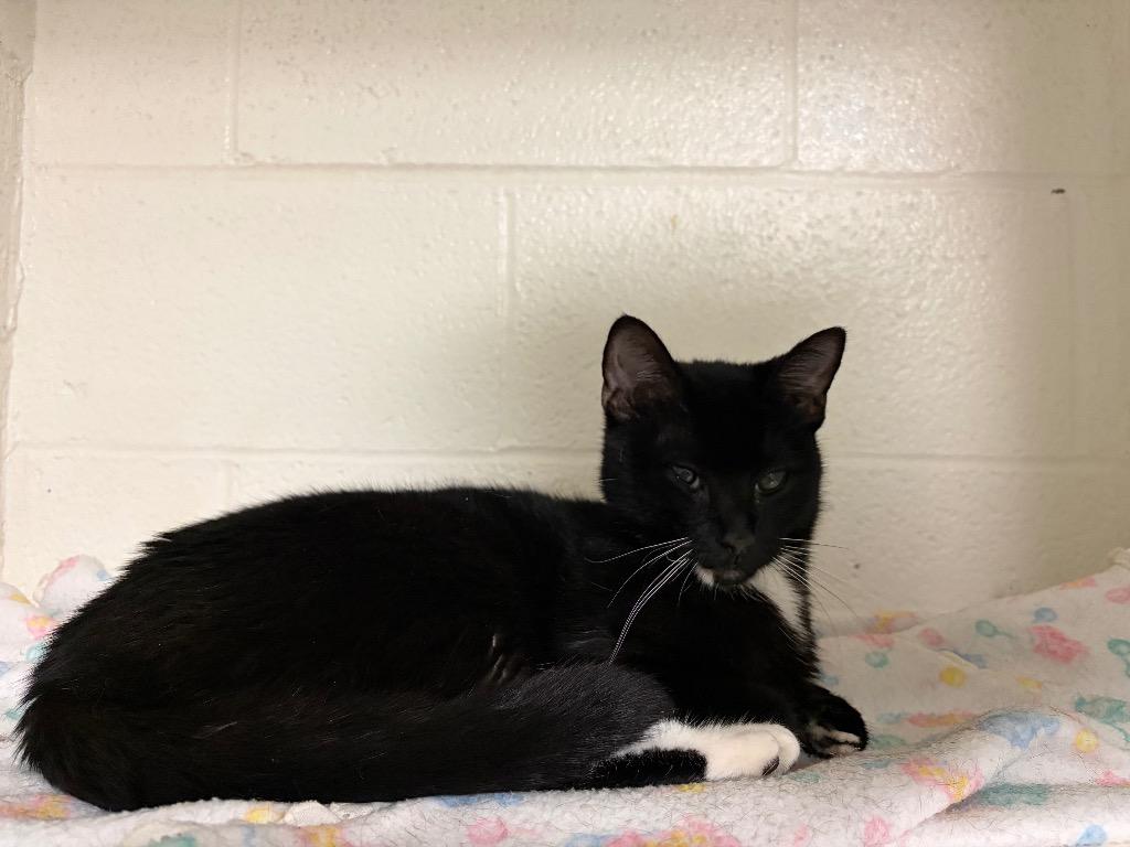 Boots, Adopted, Adult Female Domestic Short Hair.