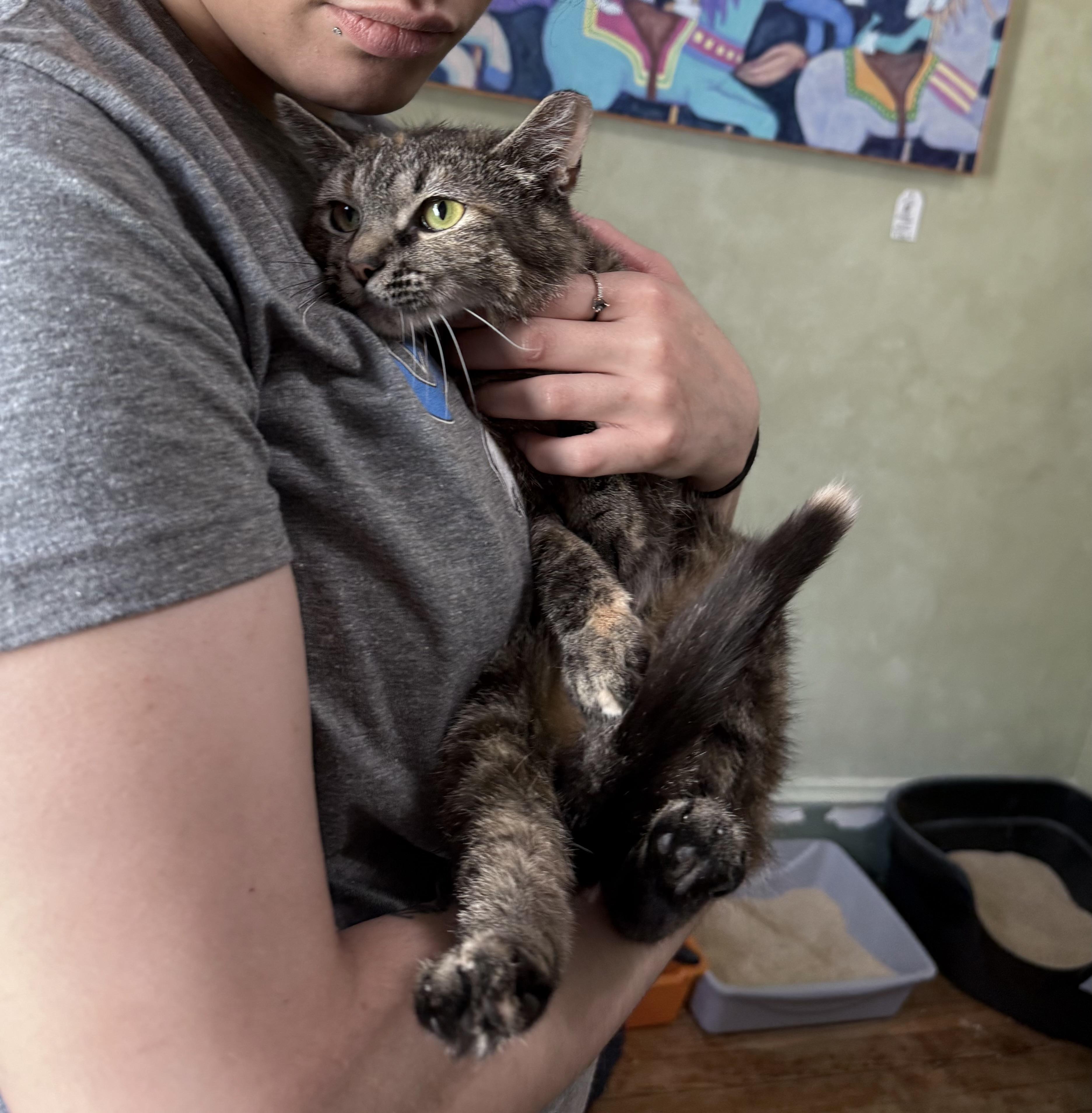 Marceline the Vampire Queen, a ADOPTABLE Domestic Short Hair in Berkeley Springs, WV image 2/5