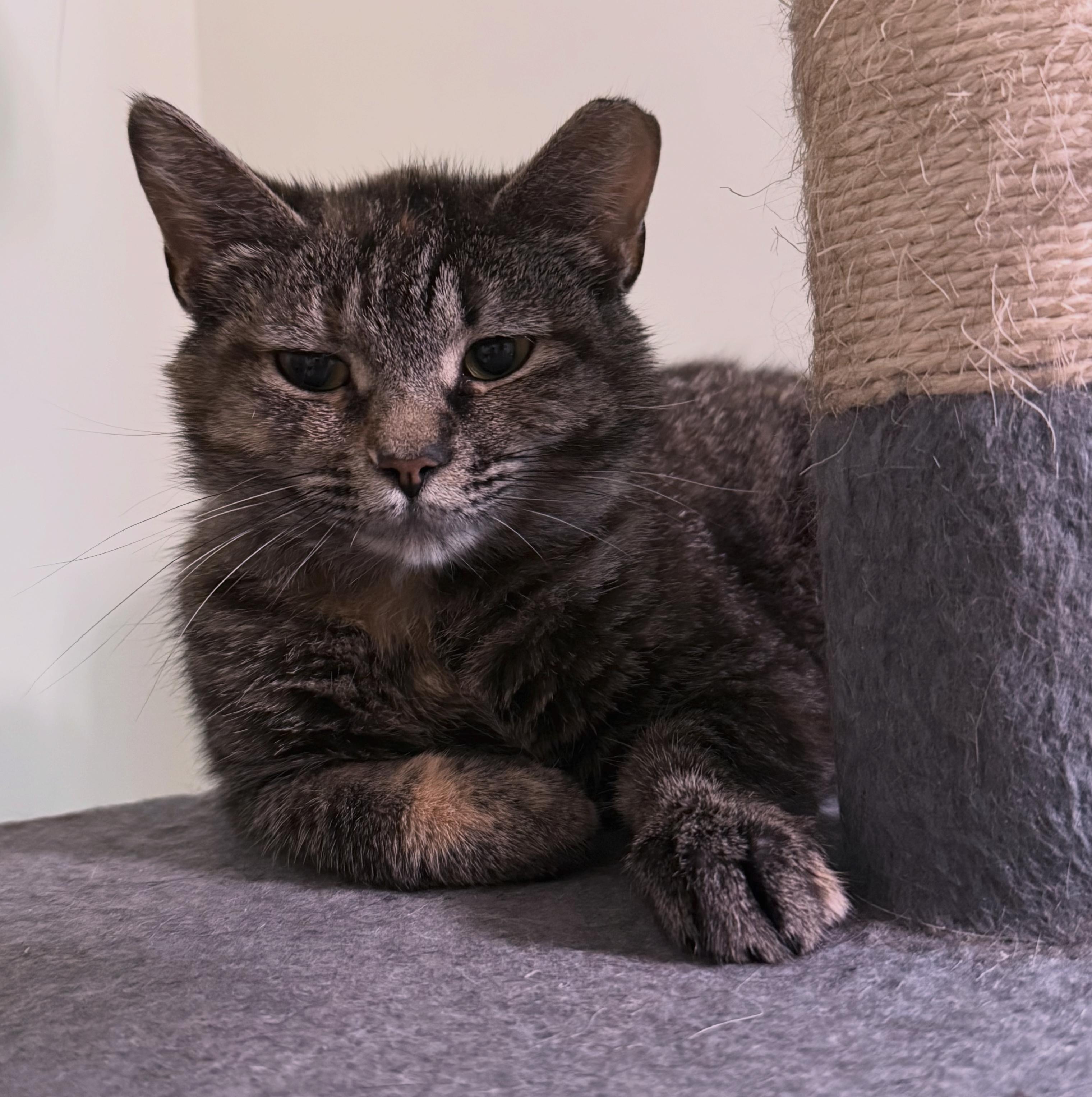 Marceline the Vampire Queen, ADOPTABLE, Young Female Domestic Short Hair.