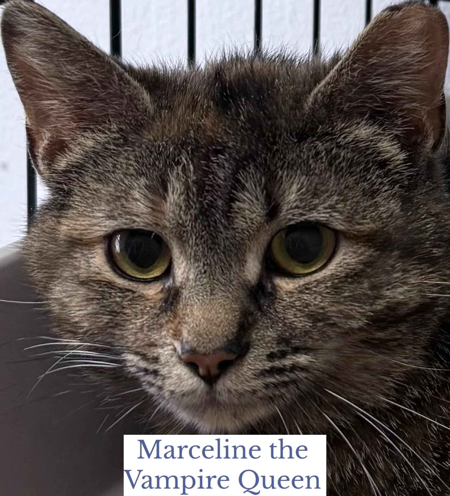 Marceline the Vampire Queen, a ADOPTABLE Domestic Short Hair in Berkeley Springs, WV image 5/5