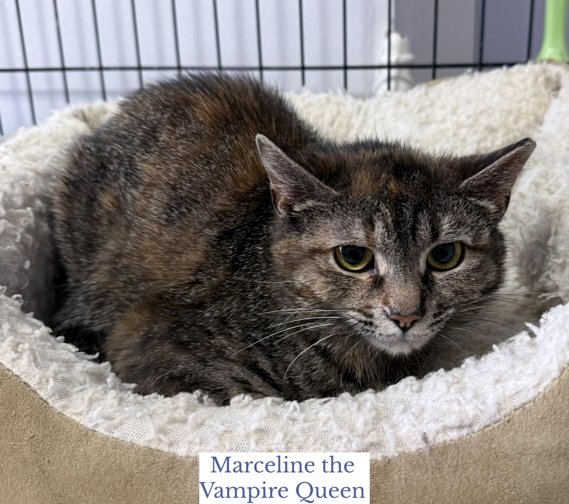 Marceline the Vampire Queen, a ADOPTABLE Domestic Short Hair in Berkeley Springs, WV image 3/5