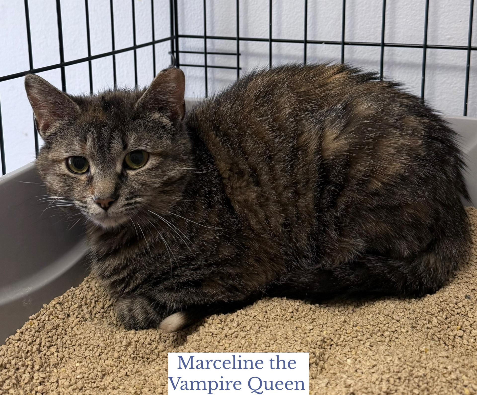 Marceline the Vampire Queen, a ADOPTABLE Domestic Short Hair in Berkeley Springs, WV image 4/5