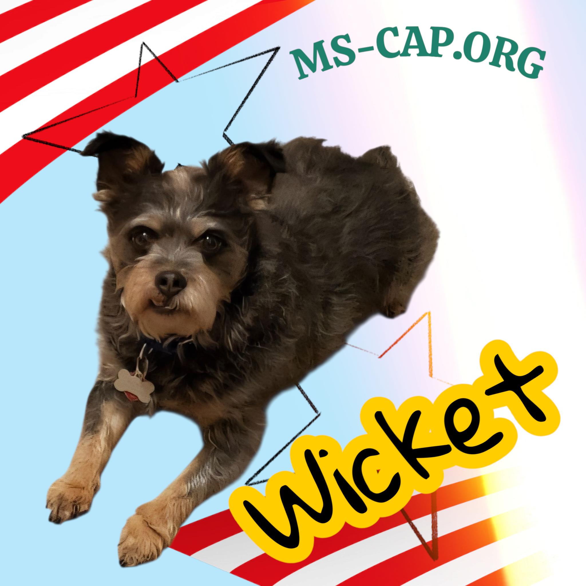 Wicket, Adoptable, Adult Male Schnauzer & Terrier.