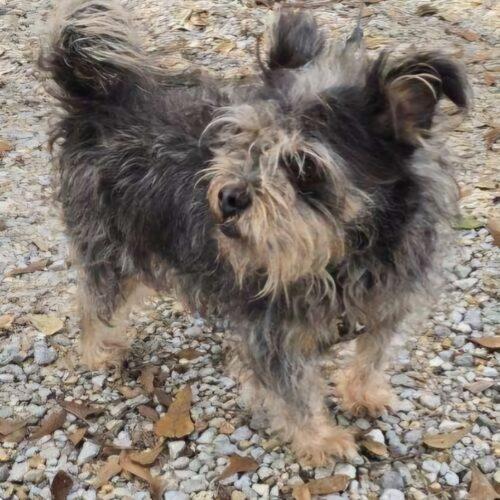 Wicket, Adoptable, Adult Male Schnauzer & Terrier.