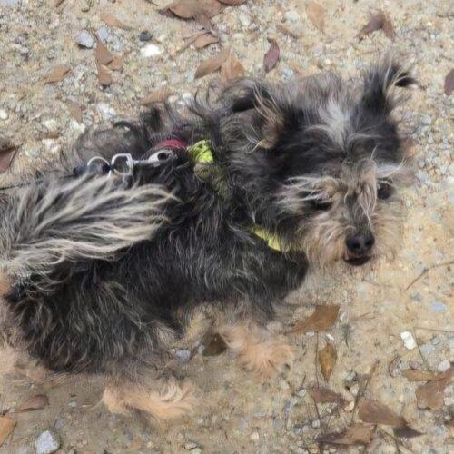 Enlarge Wicket, a Adoptable mixed breed in Biloxi, MS image 3/5