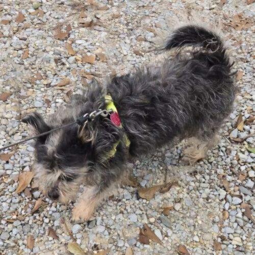 Enlarge Wicket, a Adoptable mixed breed in Biloxi, MS image 4/5