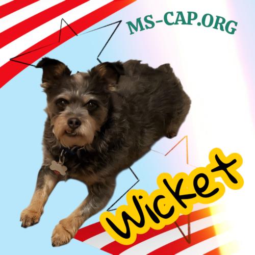 Enlarge Wicket, a Adoptable mixed breed in Biloxi, MS image 4/5
