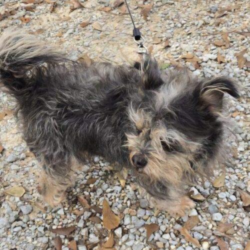 Enlarge Wicket, a Adoptable mixed breed in Biloxi, MS image 5/5