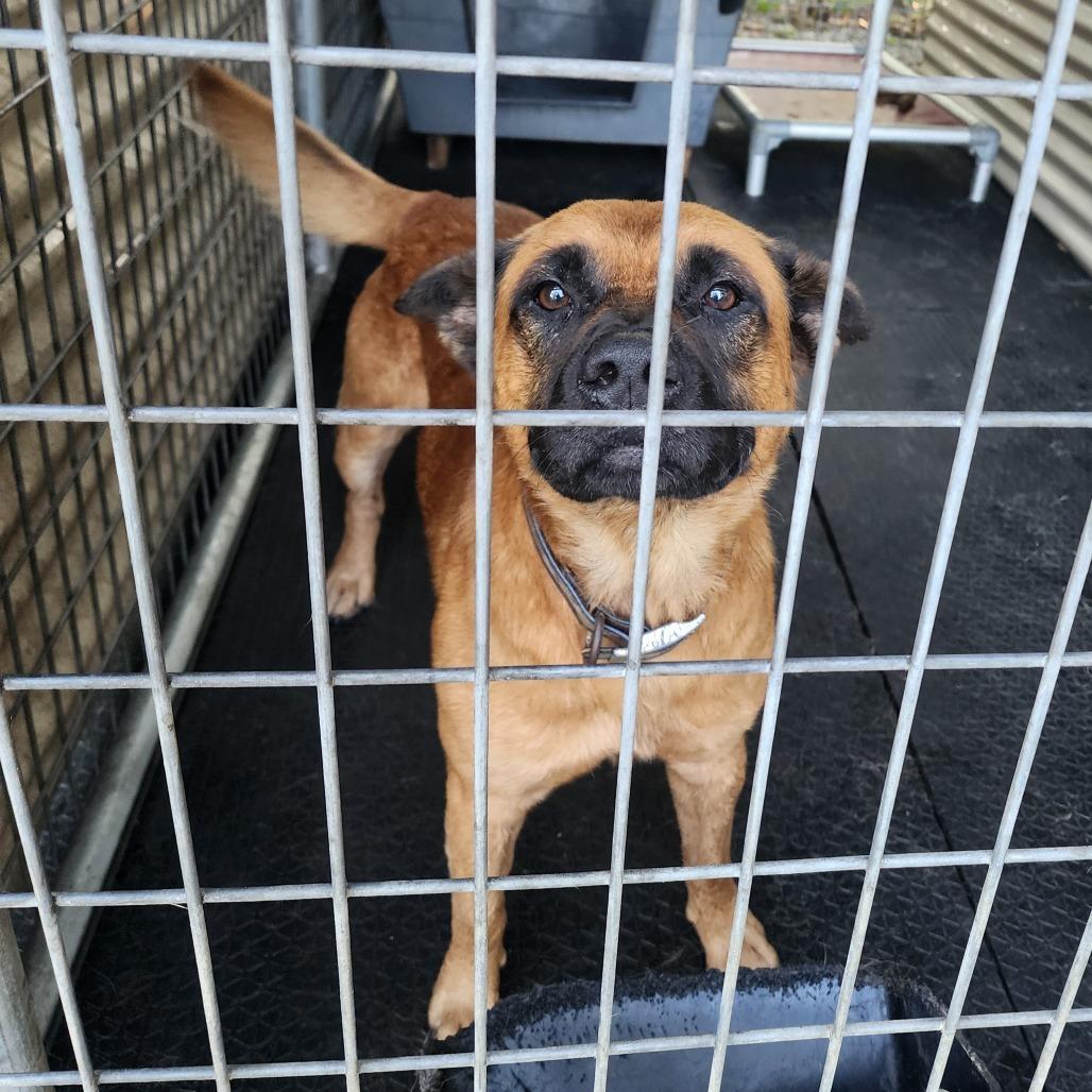 Forest, Adoptable, Adult Male Shepherd & Mixed Breed.
