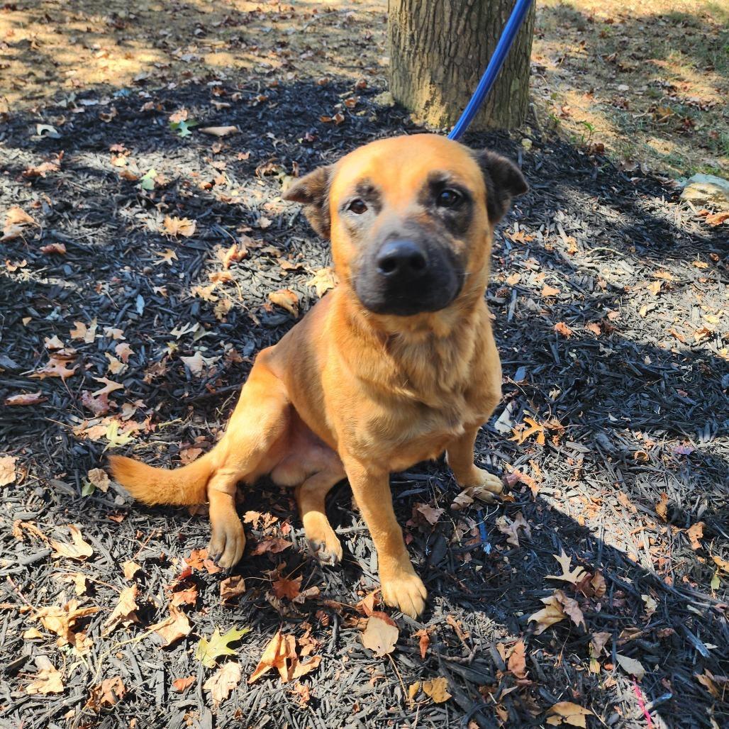 Enlarge Forest, a Adoptable mixed breed in Evensville, TN image 2/6
