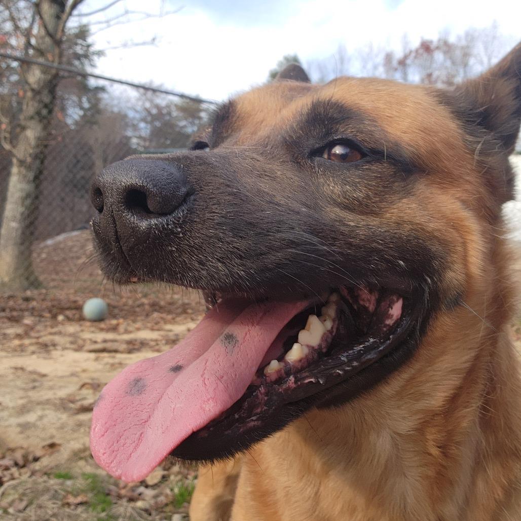 Enlarge Forest, a Adoptable mixed breed in Evensville, TN image 3/6