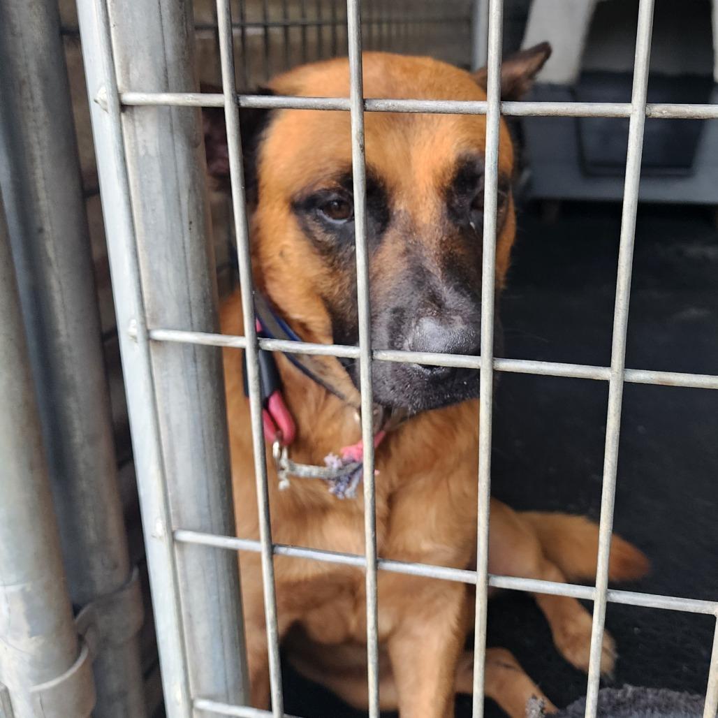 Enlarge Forest, a Adoptable mixed breed in Evensville, TN image 5/6