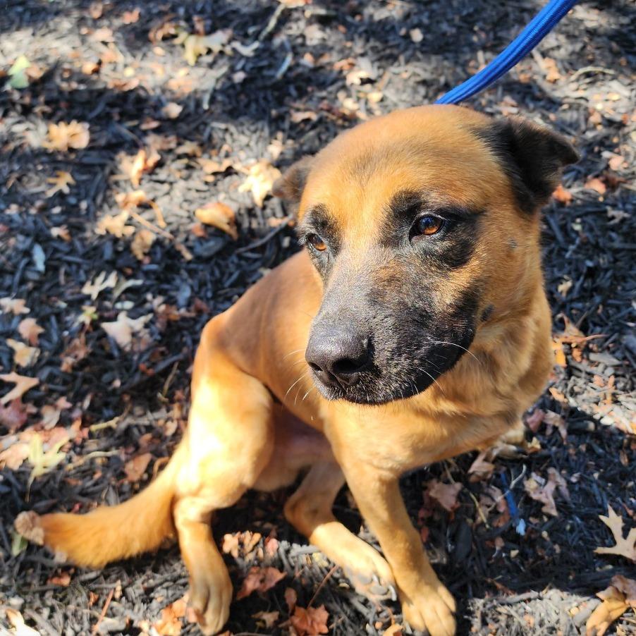 Enlarge Forest, a Adoptable mixed breed in Evensville, TN image 6/6