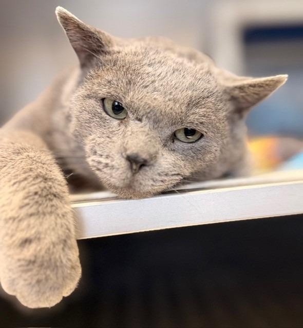 Enlarge Tyson, a Adoptable mixed breed in Ladysmith, WI image 1/5