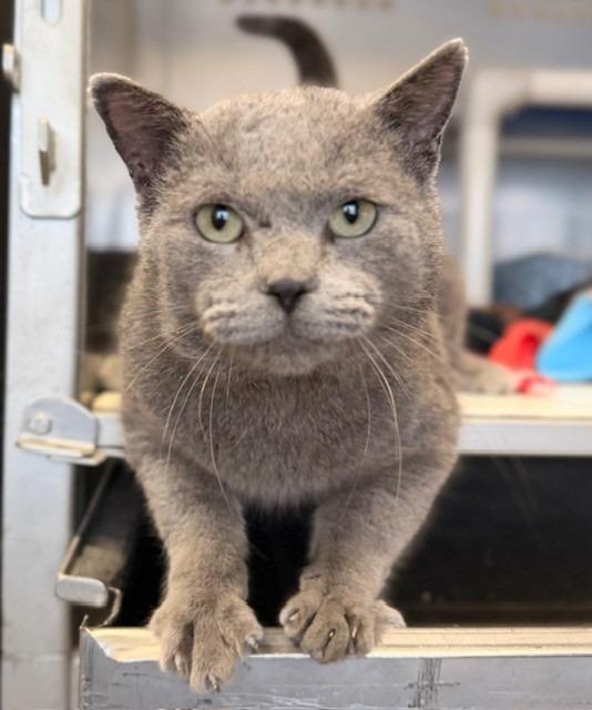 Enlarge Tyson, a Adoptable mixed breed in Ladysmith, WI image 2/5