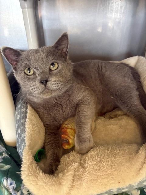 Enlarge Tyson, a Adoptable mixed breed in Ladysmith, WI image 3/5