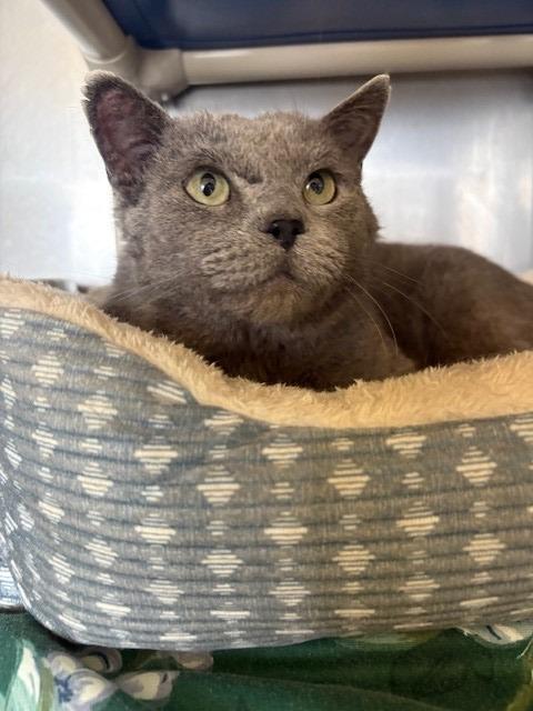 Enlarge Tyson, a Adoptable mixed breed in Ladysmith, WI image 4/5