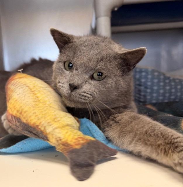 Enlarge Tyson, a Adoptable mixed breed in Ladysmith, WI image 5/5