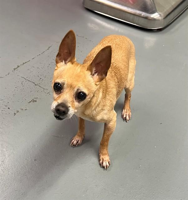 Benny, ADOPTABLE, Senior Male Chihuahua.