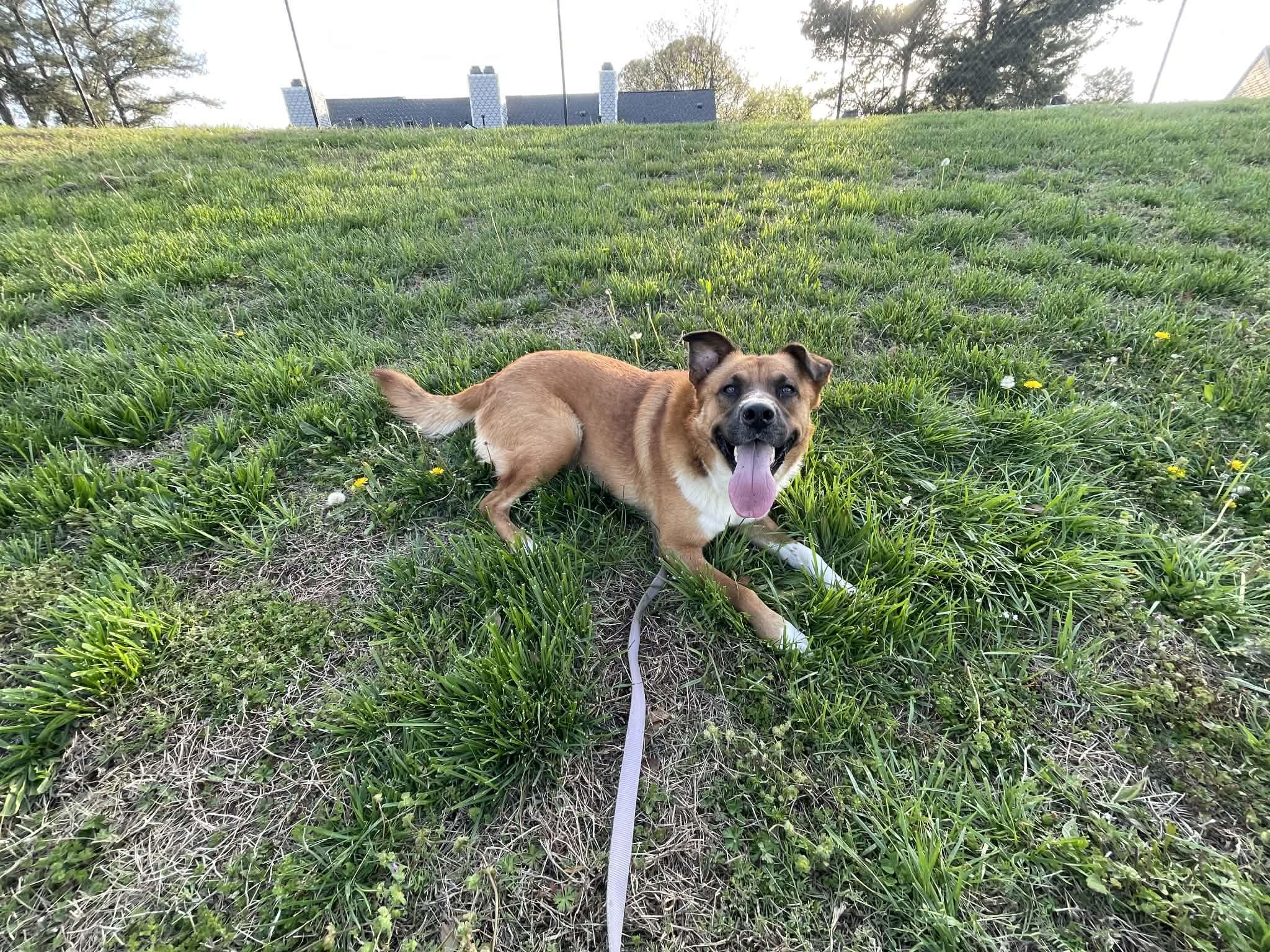 Enlarge Mapco, a Adoptable mixed breed in Raleigh, NC image 6/6