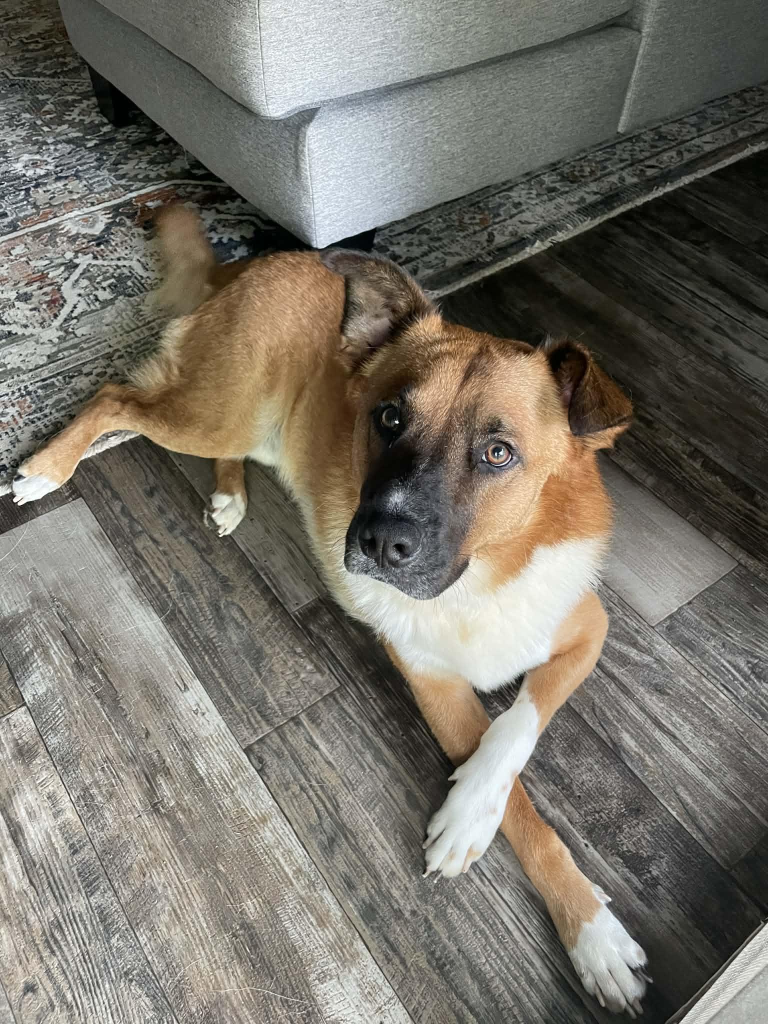 Enlarge Mapco, a Adoptable mixed breed in Raleigh, NC image 5/6