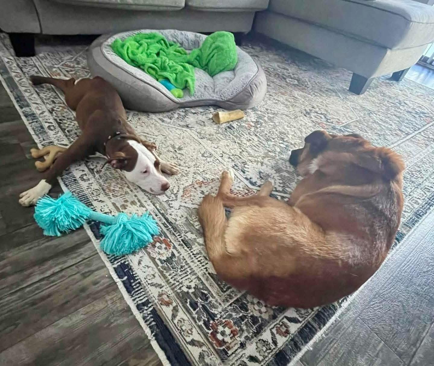 Enlarge Mapco, a Adoptable mixed breed in Raleigh, NC image 4/6