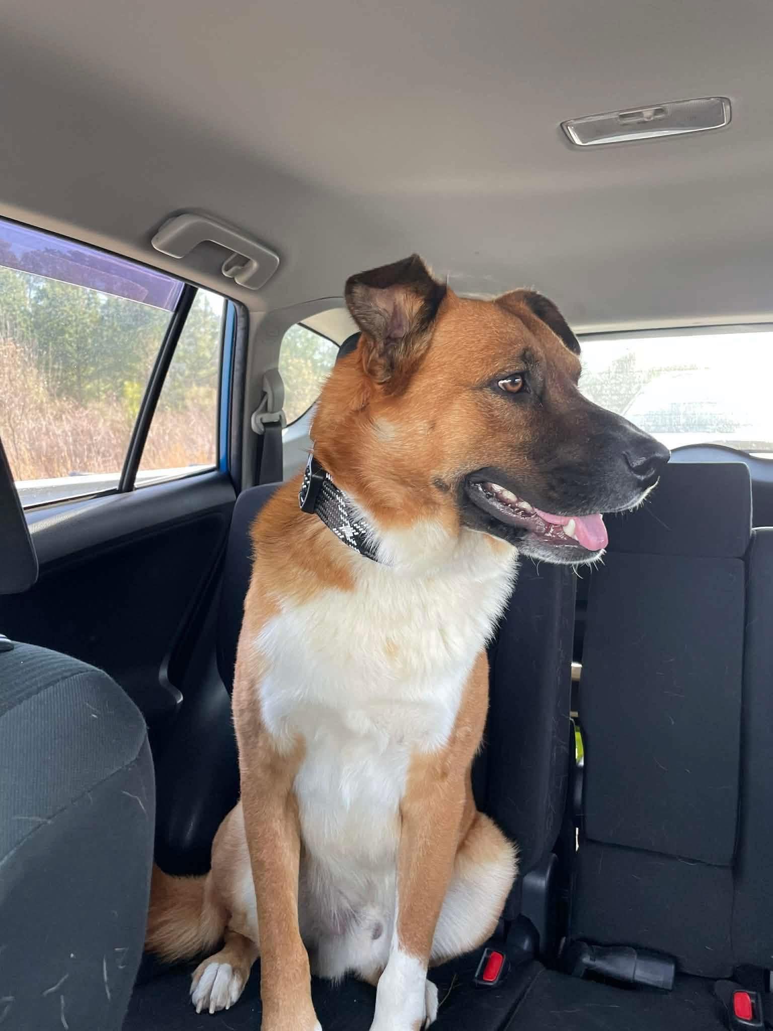 Enlarge Mapco, a Adoptable mixed breed in Raleigh, NC image 3/6