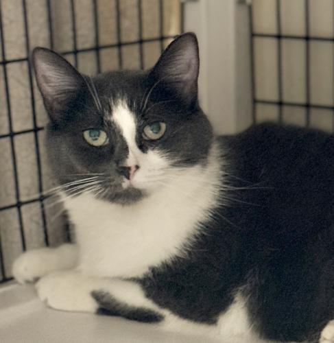 Hope, Adoptable, Young Female Domestic Short Hair.