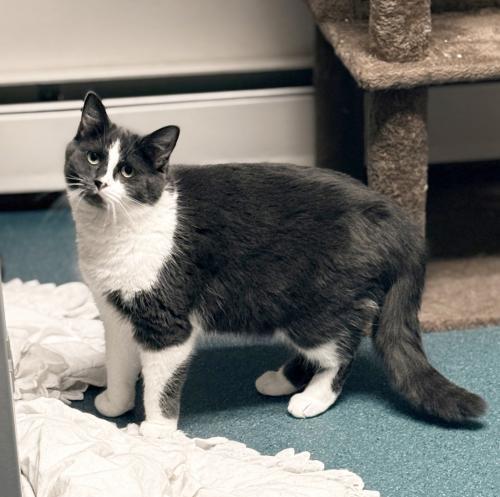 Enlarge Hope, a Adoptable Domestic Short Hair in St. Johnsbury, VT image 2/3