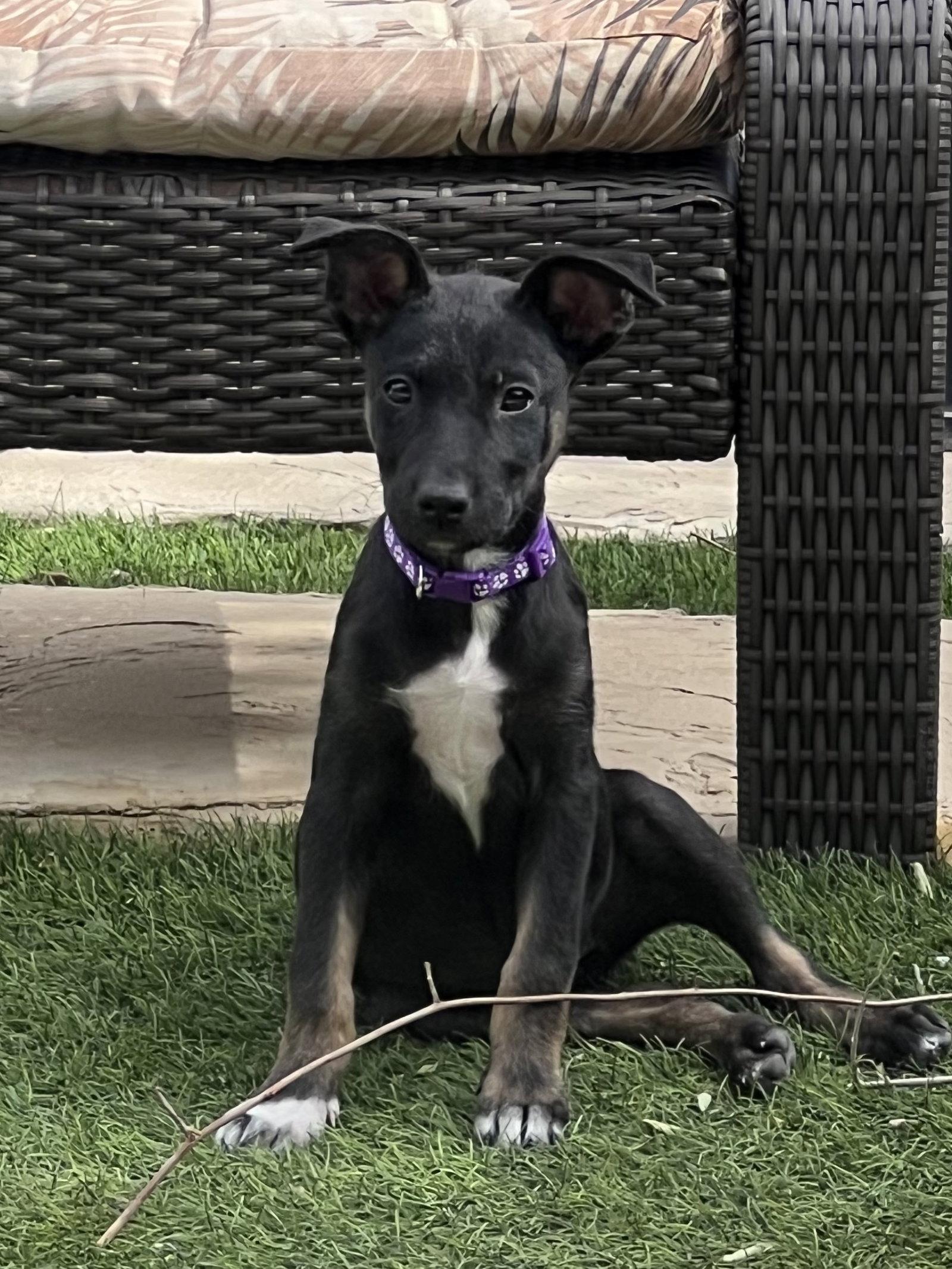 Kora, Adoptable, Puppy Female Shepherd.