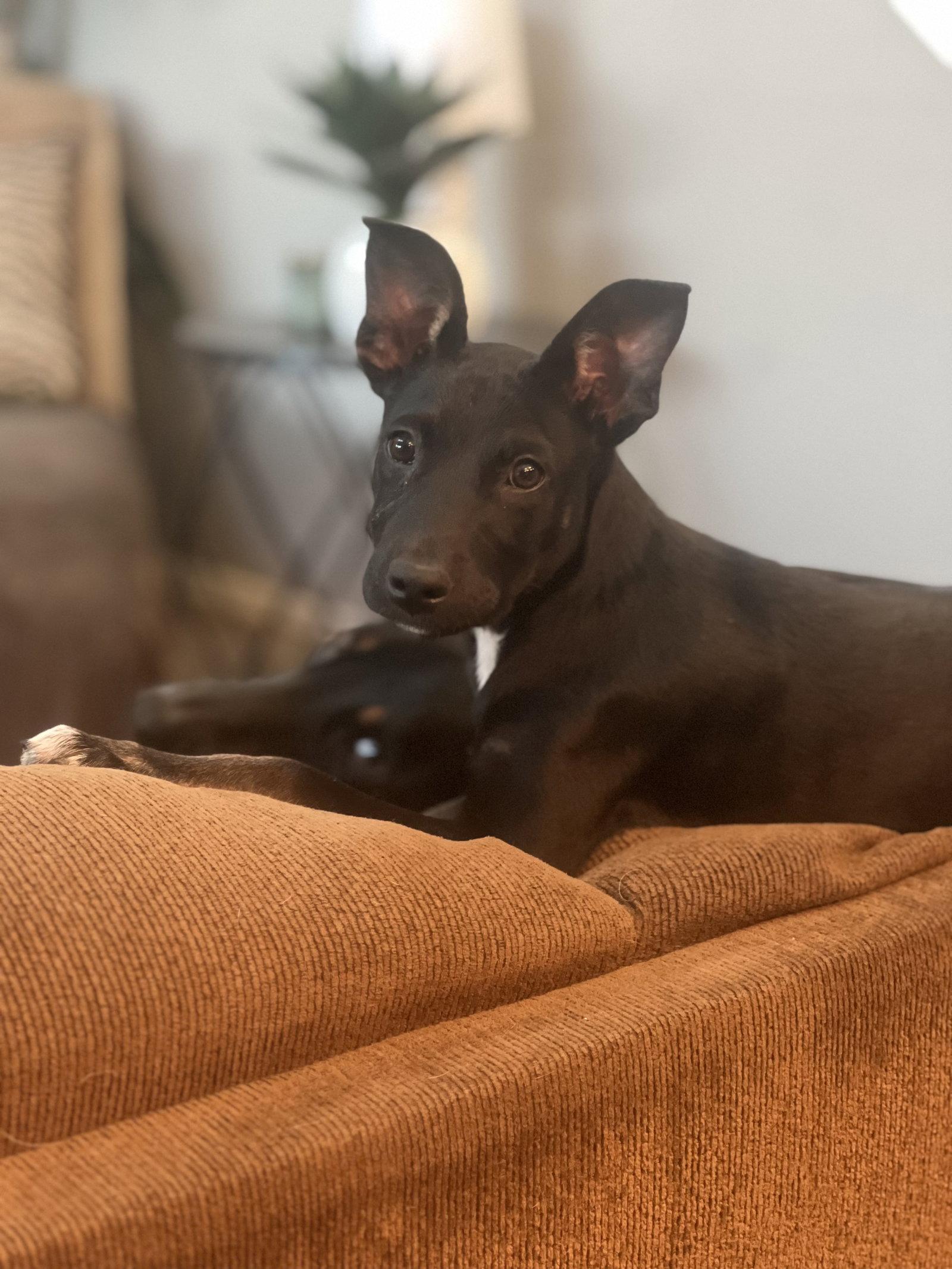 Enlarge Kora, a Adoptable mixed breed in Queen Creek, AZ image 3/3