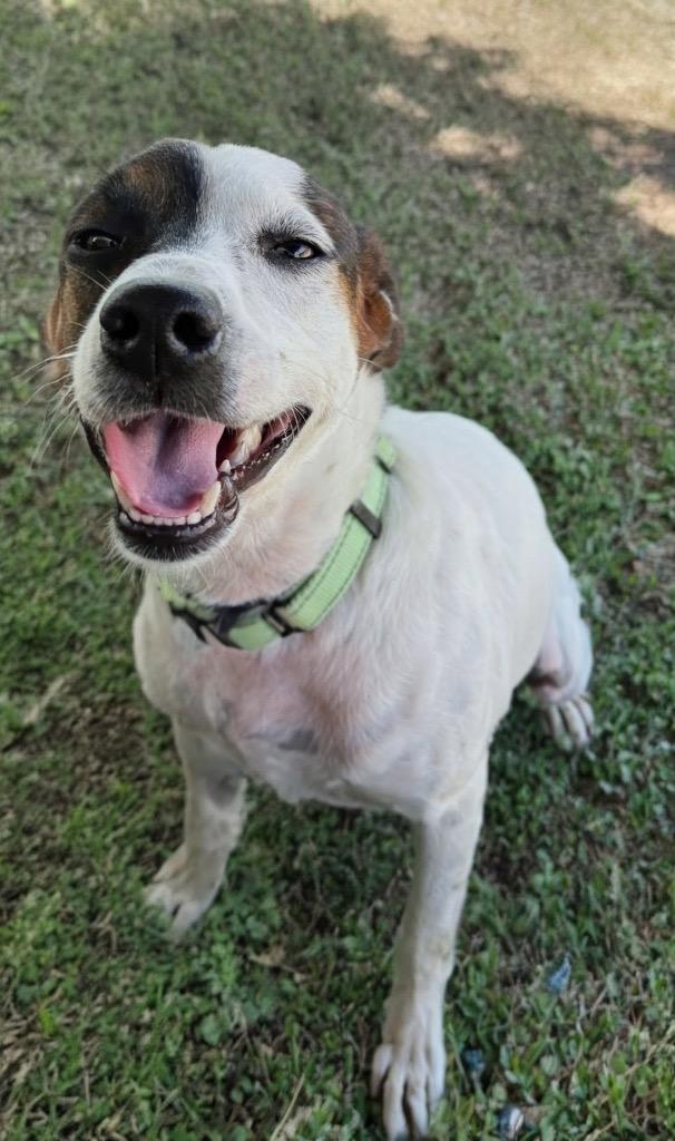 Phoenix, a Adoptable mixed breed in Fort Myers, FL image 1/3