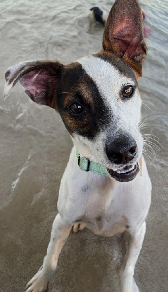 Phoenix, a Adoptable mixed breed in Fort Myers, FL image 2/3