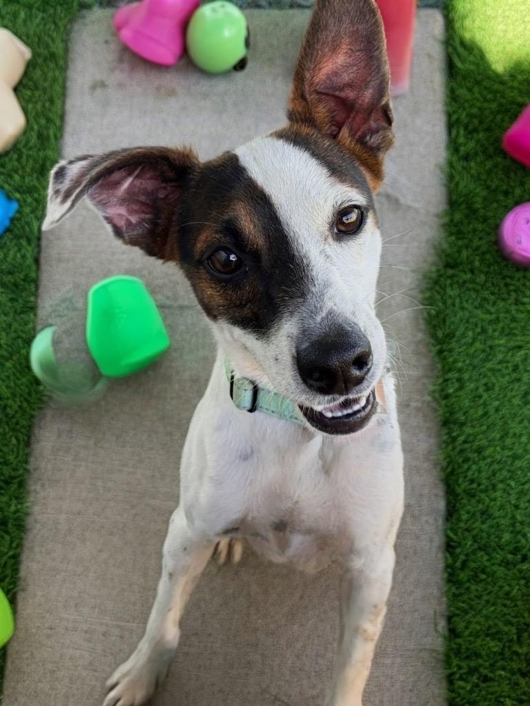 Phoenix, a Adoptable mixed breed in Fort Myers, FL image 3/3