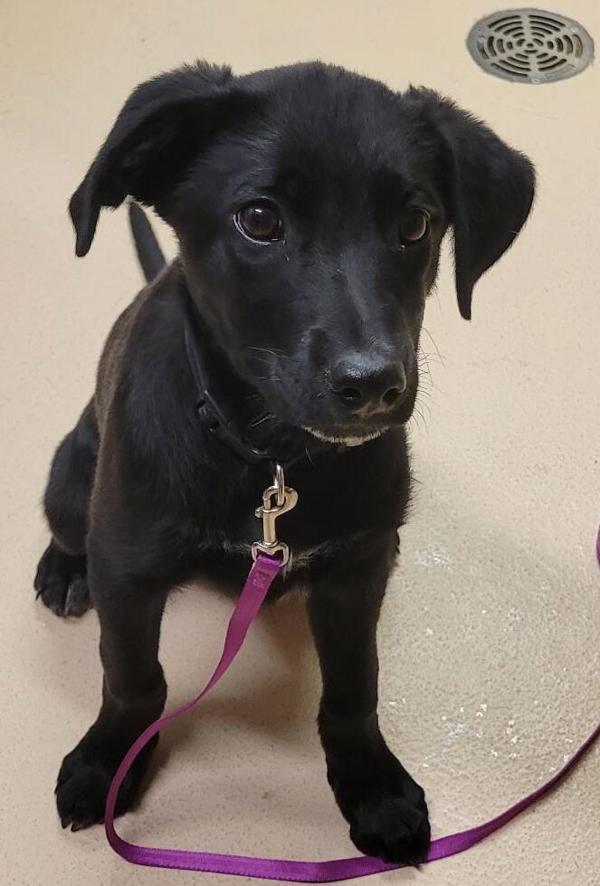 Turbo 46321, Adoptable, Puppy Male Labrador Retriever.
