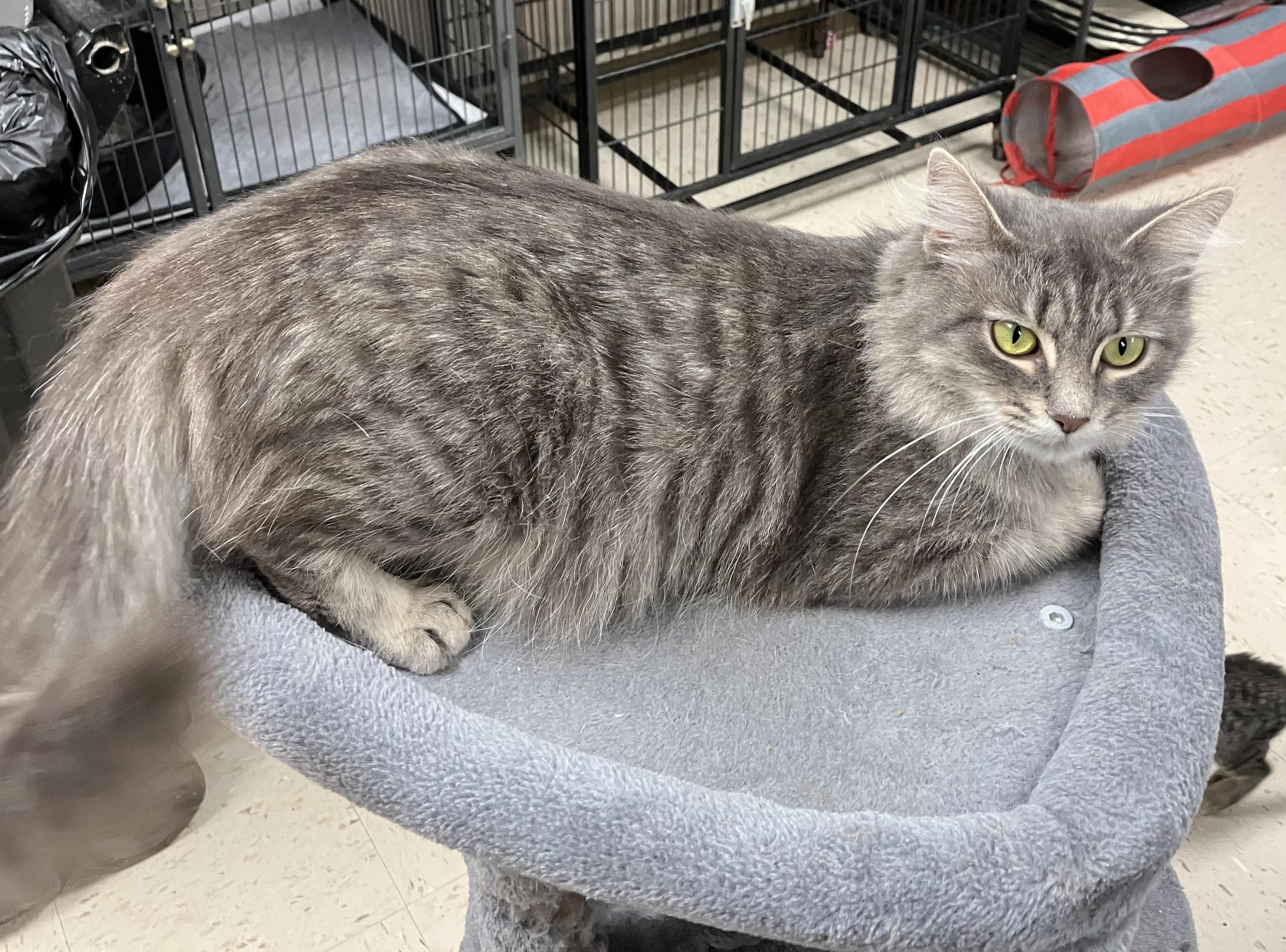 Poppy - A Diva, a Adopted Domestic Long Hair in Sylacauga, AL image 2/3