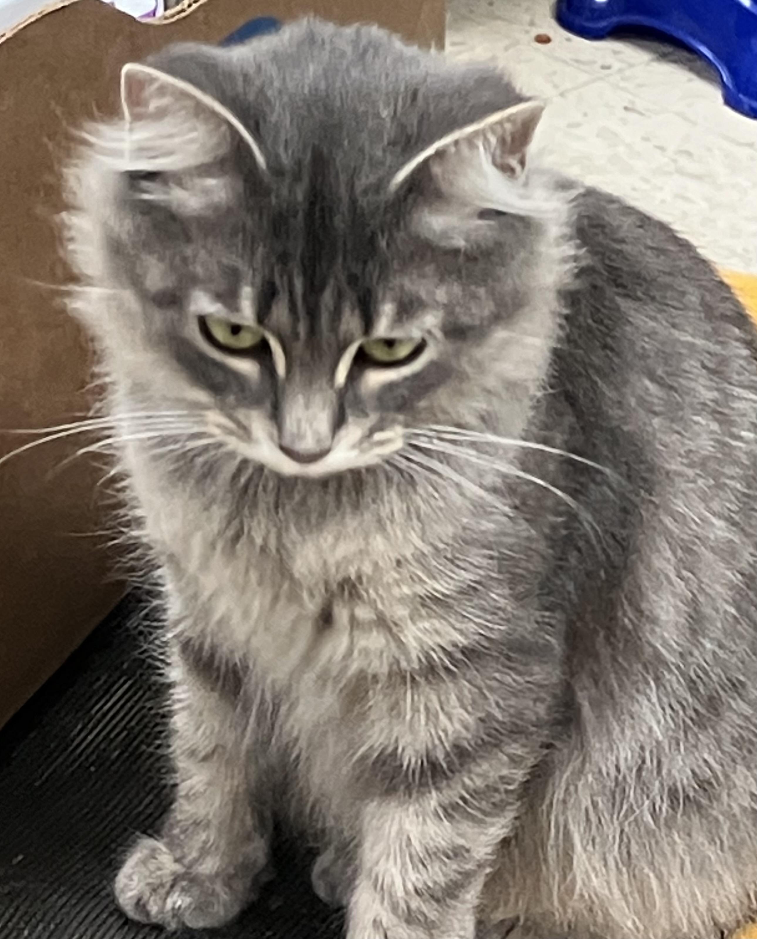 Poppy - A Diva, a Adopted Domestic Long Hair in Sylacauga, AL image 3/3